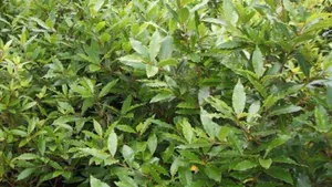 Необычные свойства лаврового листа