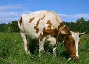 В Актау рогатый скот пугает людей