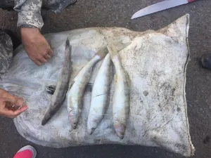 Мужчина с двумя тоннами рыбы в автомобиле задержан в Карагандинской области