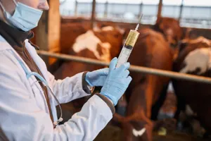 Бесплатную вакцинацию скота против ящура проведут в Казахстане