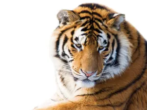 В МСХ прокомментировали видео с тигром в Кызылординской области