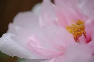 Peony Blossom – новый аромат La Perla