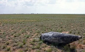 Казахстан сократит арендуемые Россией земли