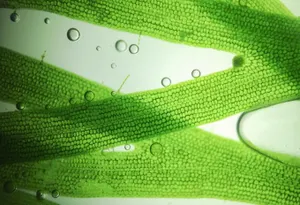 Способ получать энергию из растений нашли израильские ученые