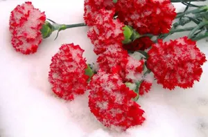 Ветеранам войны в Афгане вручили награды