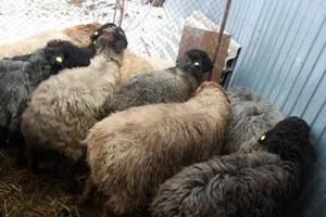 Задержан скотокрад, укравший более 230 животных