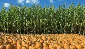 Аргентинская кухня с ароматом августа