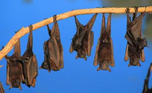 Астане подарят дюжину летучих мышей