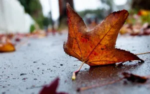 Дожди пройдут на большей части территории Казахстана