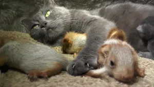 Кошка воспитывает брошенных бельчат в Крыму