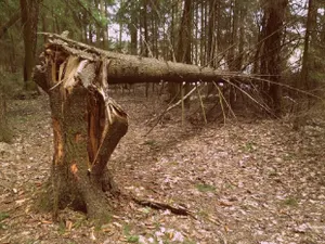 Труп пропавшего мужчины нашли закопанным в лесополосе в ЗКО