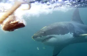 Большой белой акуле грозит исчезновение