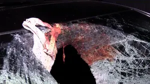 Парня разорвал на части «байгующий» «Мерседес»в Алматы