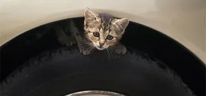 АвтоВАЗ отказался переделывать Lada Kalina ради кошек