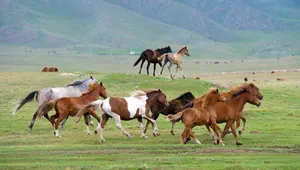 Гражданин РФ пытался нелегально провезти табун лошадей через границу с РК