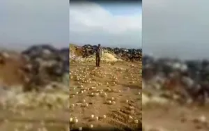 Сотни цыплят вылупились из выброшенных на свалку яиц в Грузии