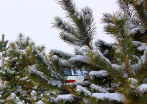 В Казахстане запретили свободную реализацию новогодних елок