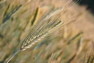 Страсти по белку: Есть или не есть?