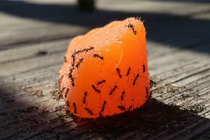 Ученые рассказали о пользе муравьев и пауков для человека