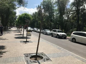 Новые подробности о компании-поставщике деревьев на улицу Панфилова