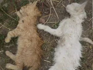 Жестокая расправа над обитателями приюта для животных возмутила зоозащитников по всему миру