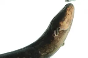 Электрические угри способны управлять жертвами на расстоянии