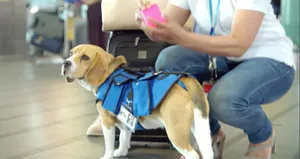 В небе над Москвой собака открыла багажный отсек самолета