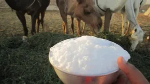 В ЮКО будет налажено производство верблюжьего молока