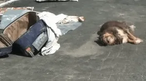 Акиму Кызылординской области подбросили труп собаки