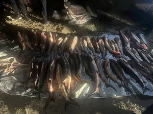 Ақтауда бекіре балықтарын заңсыз аулау анықталды