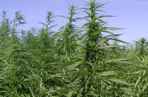 Тонны конопли уничтожили в Жамбылской области