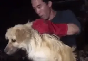 В Китае спасли 1000 собак от съедения