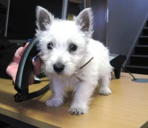 Создан пульт управления собакой