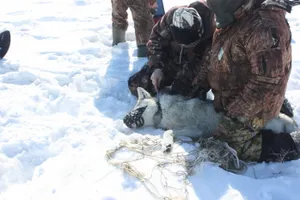 В Министерстве экологии объявили лимит на численность волков