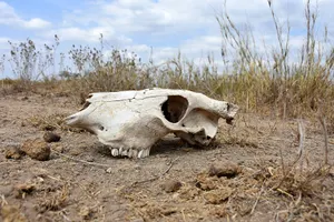 13 незаконных убойных цехов выявлено в трех городах Казахстана