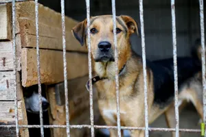 Зоозащитники об эвтаназии: идет наглое отмывание денег из госбюджетаЭксклюзив