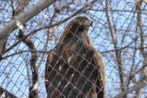 Беркутов выпустят на свободу