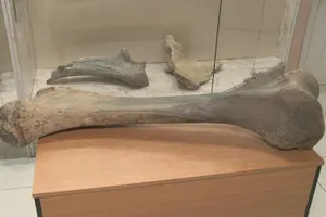 27-килограммовую кость мамонта поместили в музей в Атырау