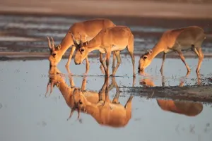 Массовый падеж сайгаков зафиксирован на западе Казахстана