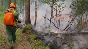 Российский лес восстановится после пожаров только через 60 лет