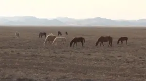 От пастереллёза в Карагандинской области пали почти 100 голов скота