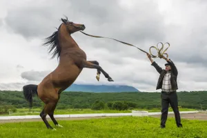 Конкурс красоты ахалтекинских коней проведут в Туркменистане