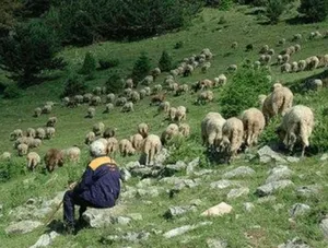 В Алматинской области найден 70-летний мужчина, пропавший в прошлом году