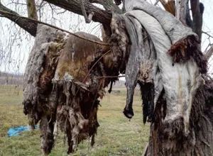 Несколько тонн шкур крупного рогатого скота гниют под Уральском