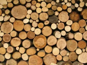 Казахстан ограничил вывоз лесоматериалов в Афганистан