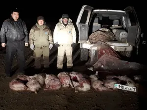 В Кызылординской области браконьеры убили десять сайгаков