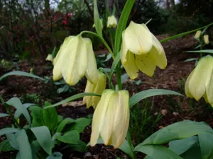 На границе Казахстана с Китаем задержали сборщиков лекарственных трав