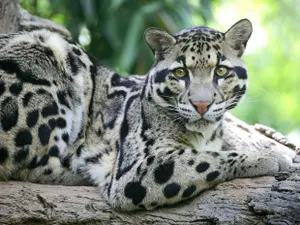 Обнаружен считавшийся вымершим тайваньский леопард