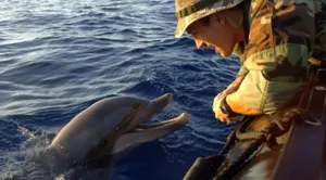 Минобороны РФ провело первые в Крыму учения с боевыми дельфинами