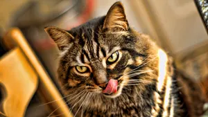 Коронавирусом заразились кошки в Ухане